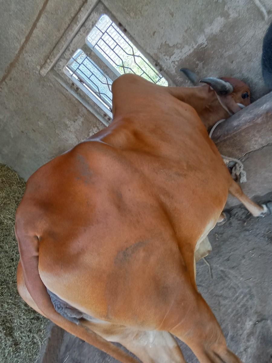 આ ગાય વેચવાની સે