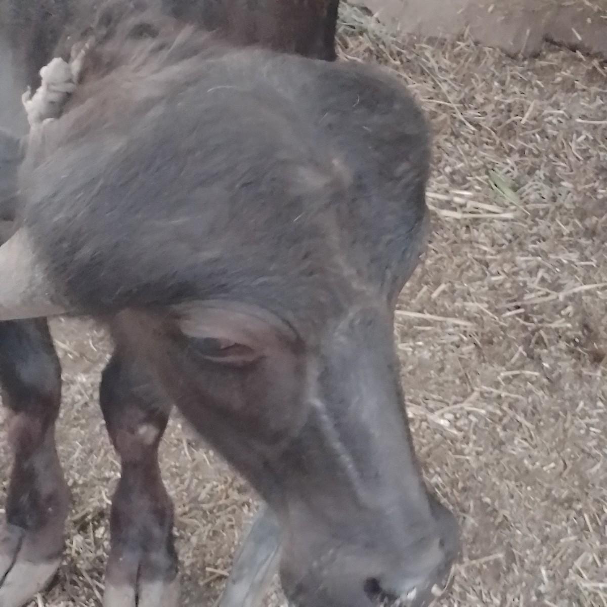 પાડો વેચવાનો છે