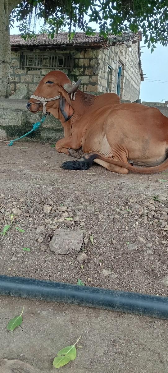 ગોઢલો વેચવાનો છે