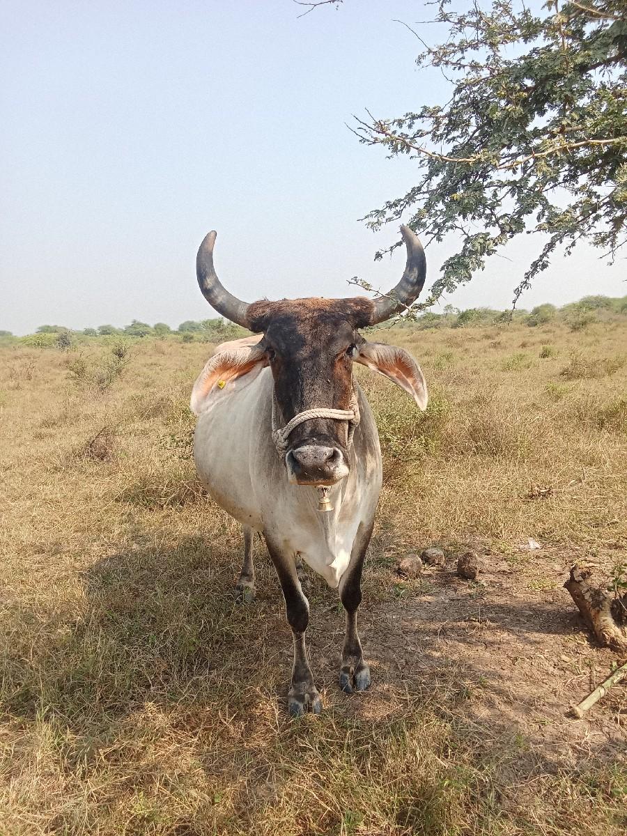 થંબનેલ 3