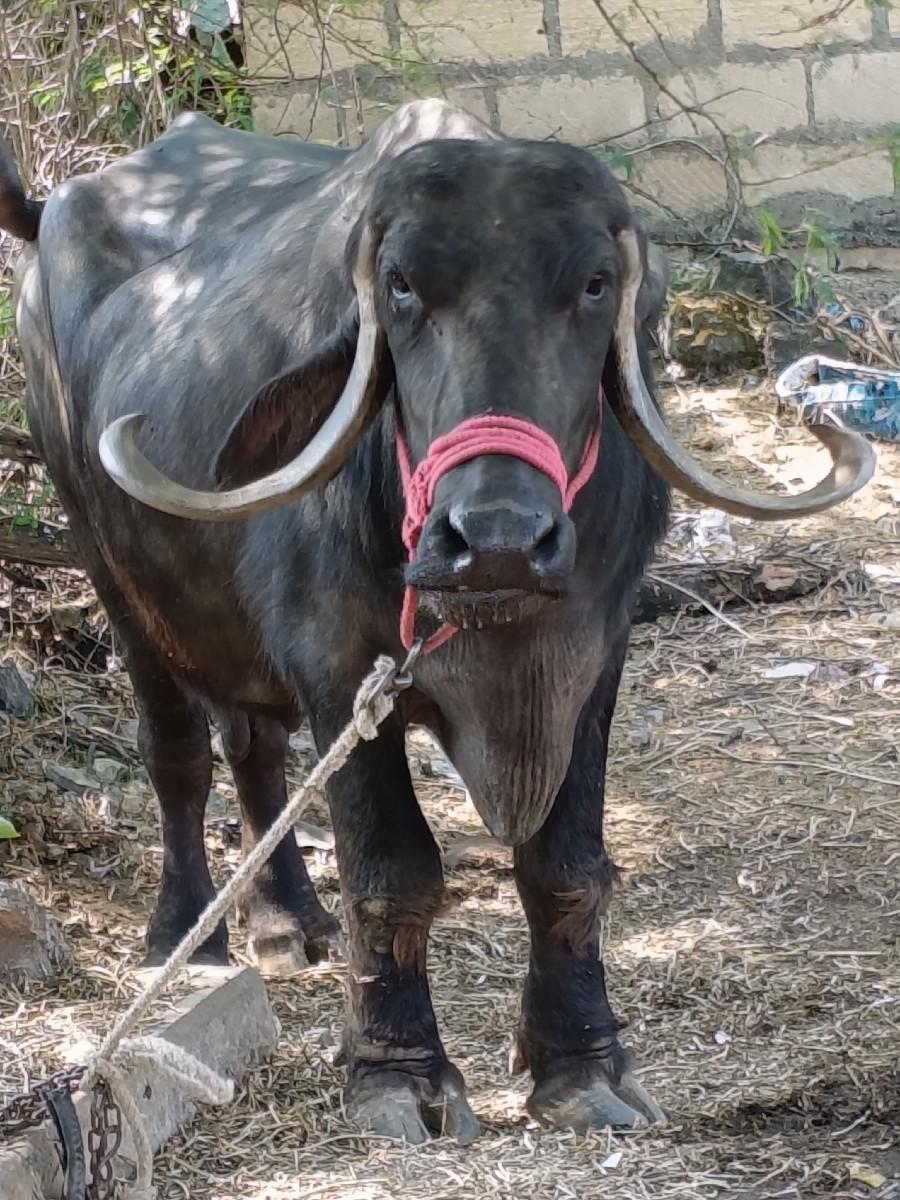 ભેંસ વેચવાની છે