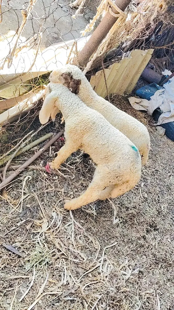 થંબનેલ 2