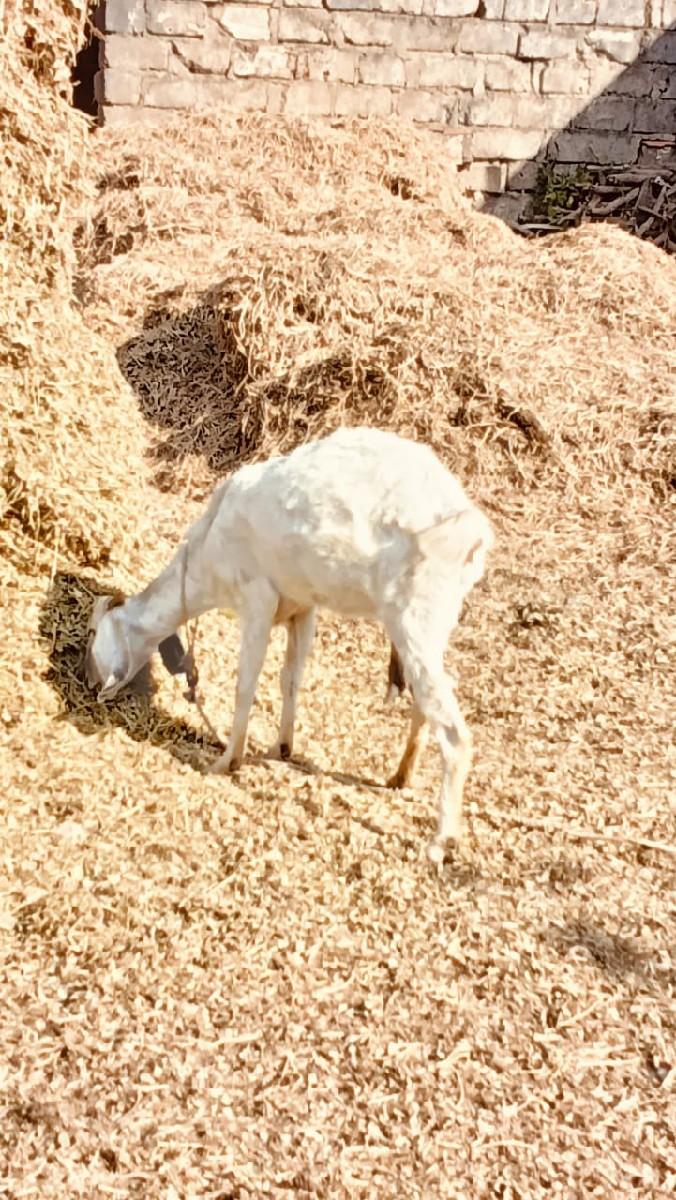 નંબર 8155814255