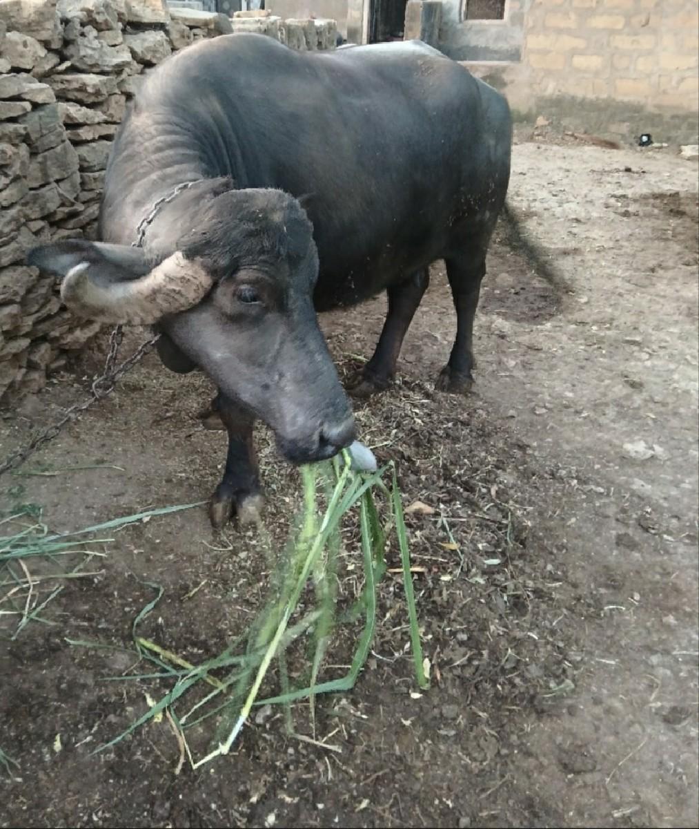 થંબનેલ 2