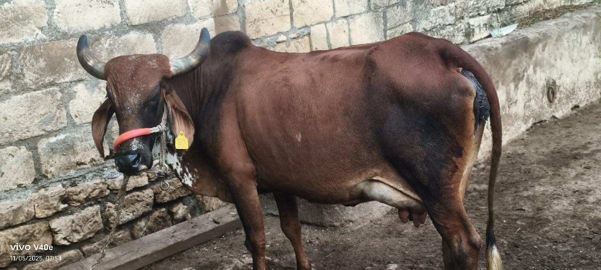 ગાય વેચવાની છે