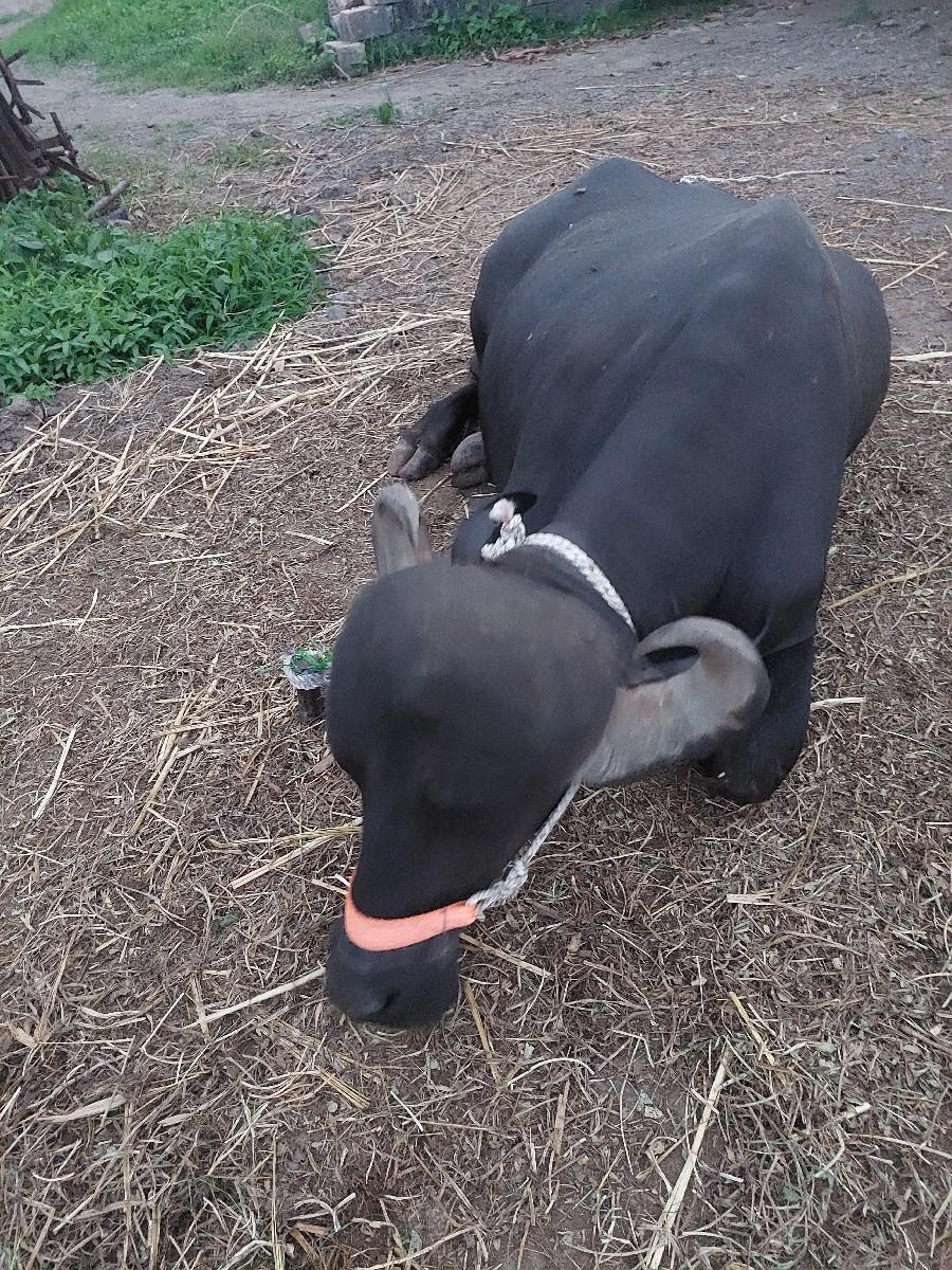 થંબનેલ 3