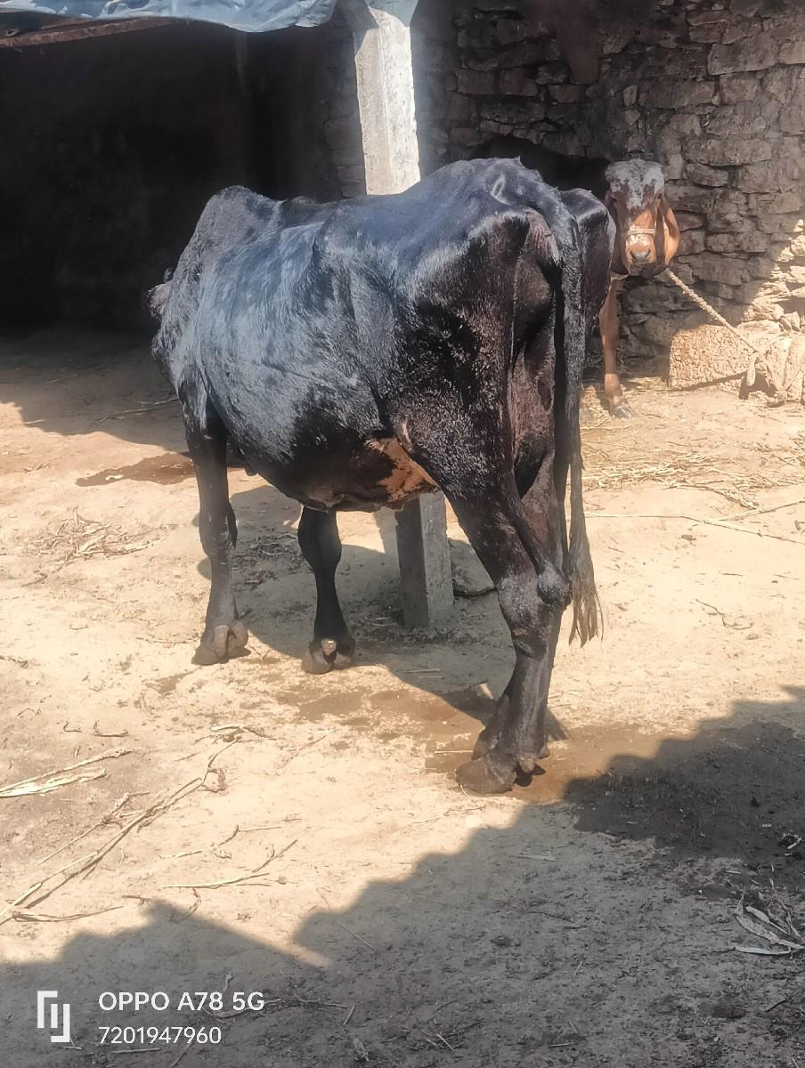 થંબનેલ 3