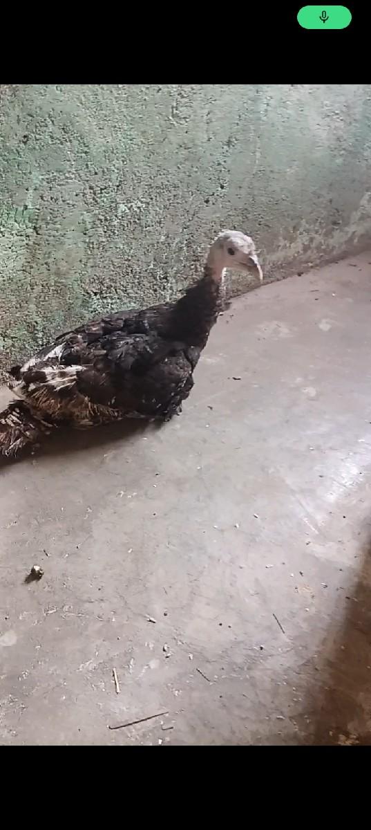 તરર્કી  ફિમેલ વેચવાની છે