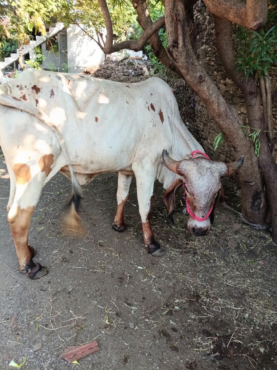 થંબનેલ 2