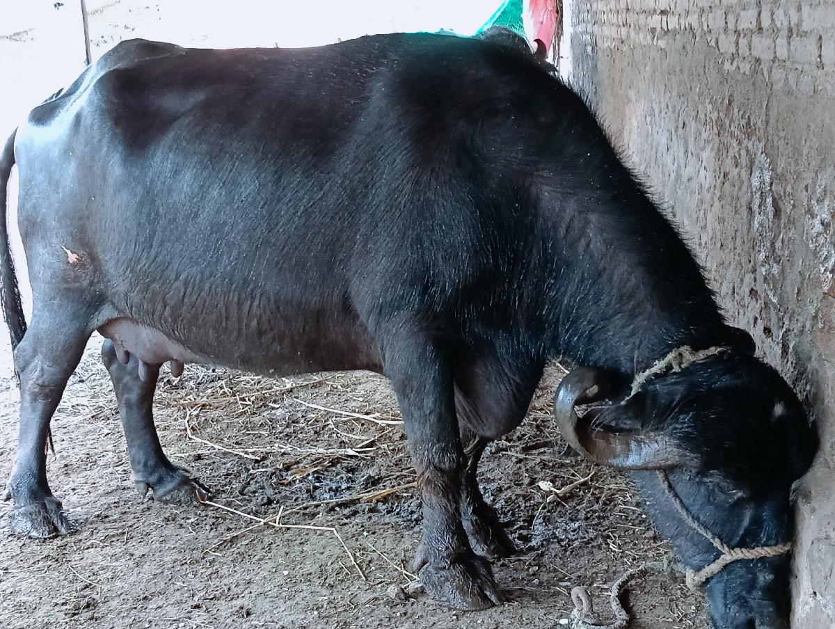 થંબનેલ 2