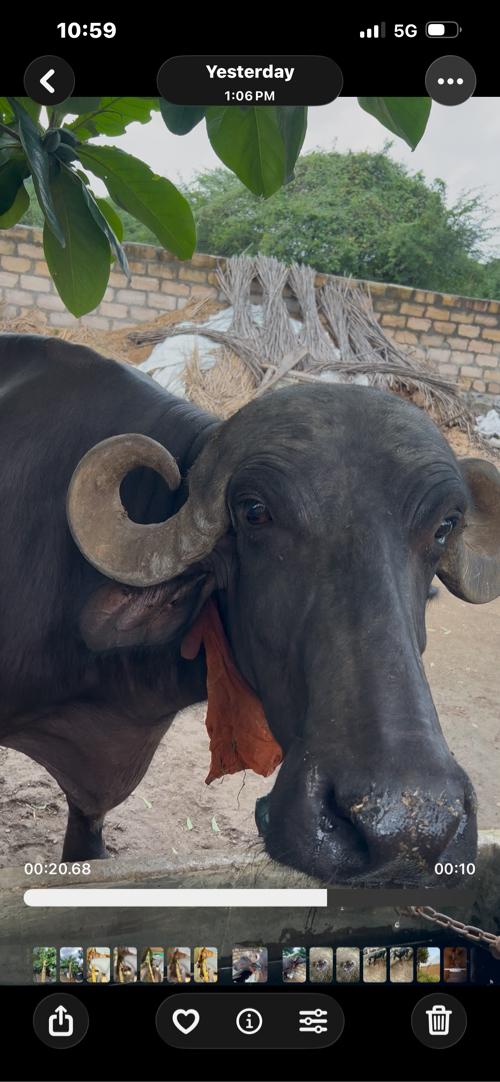 થંબનેલ 3