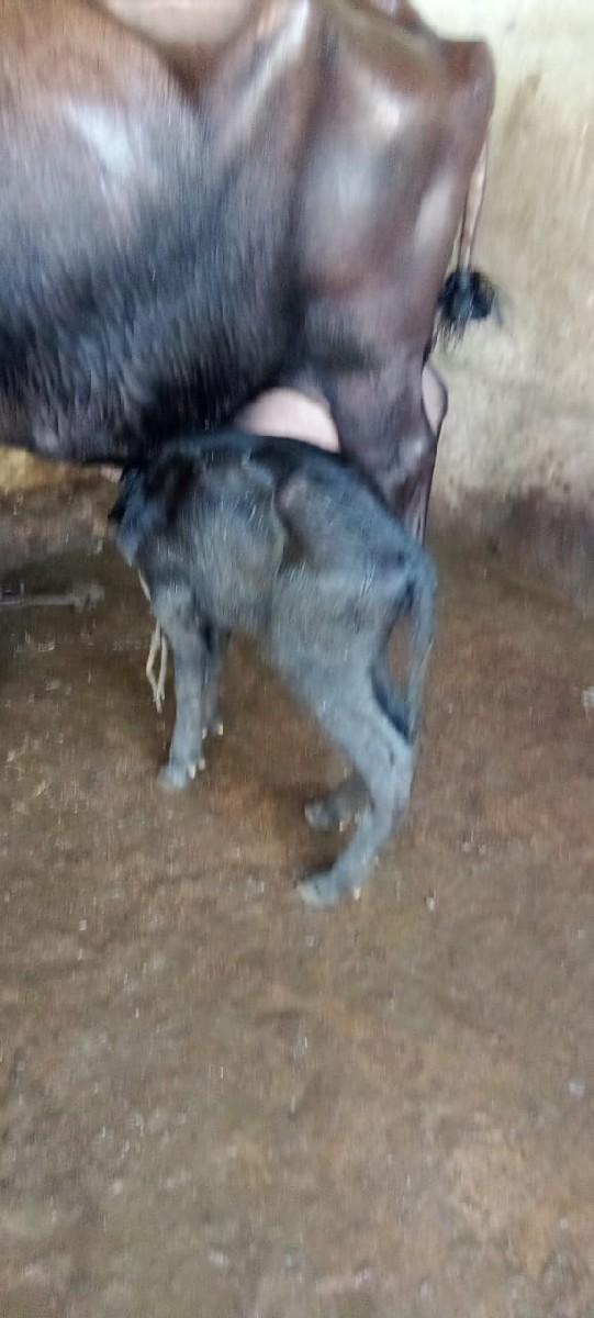 થંબનેલ 3