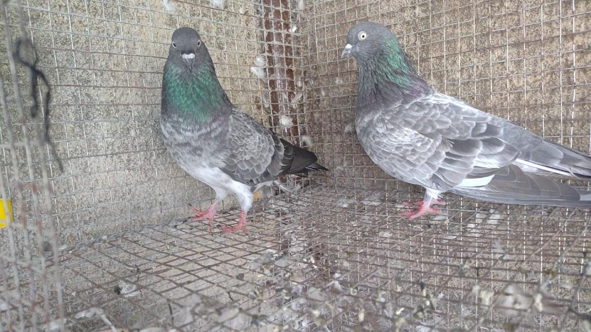 chataidar breeding pair