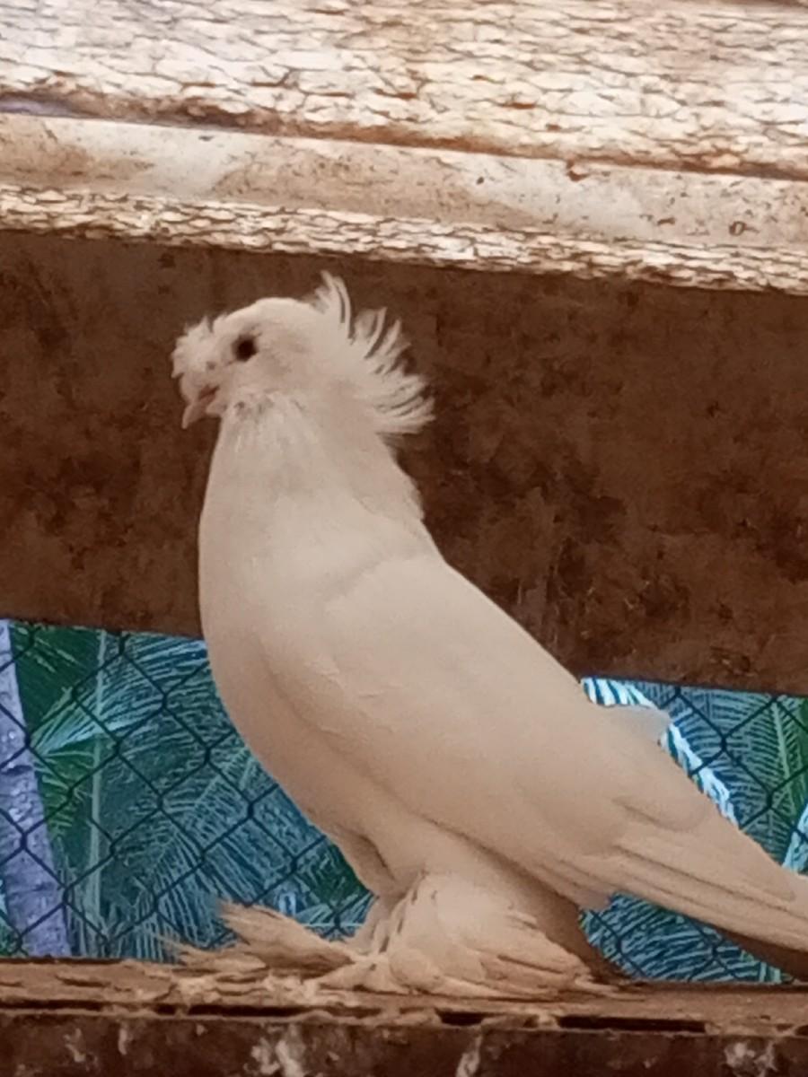 tampretar breding mel for sel