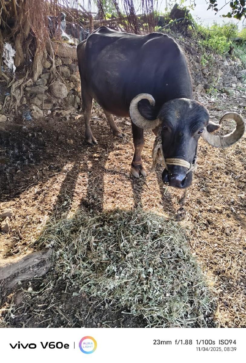 આ ભેંસ વેચવાની છે