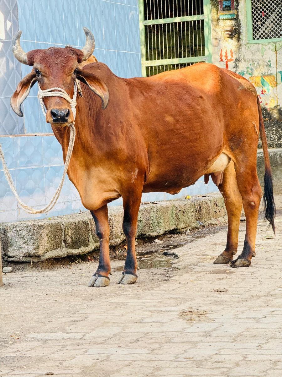 હોડકી વેચવાની છે