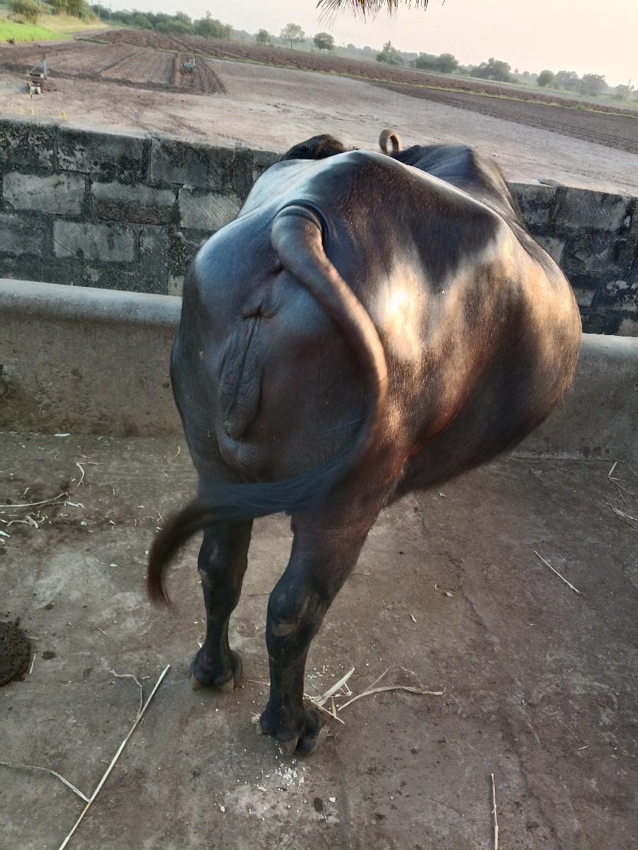 થંબનેલ 2