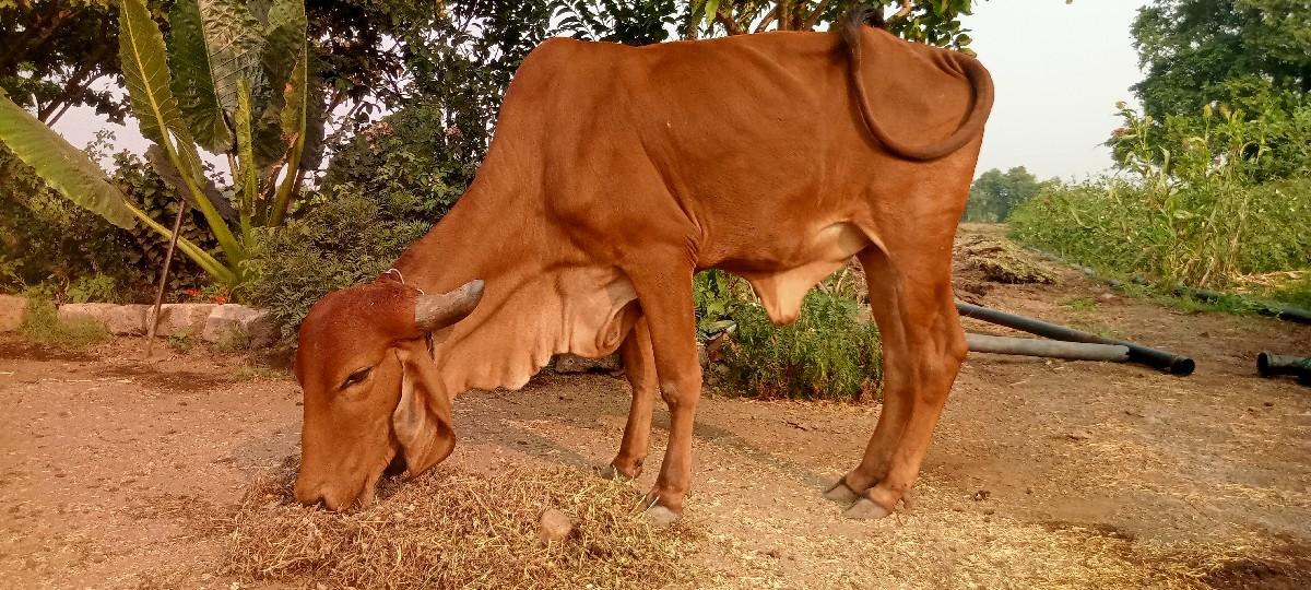 જસદણ કાળાસર ગીર વાચડી વેચવા ની છે