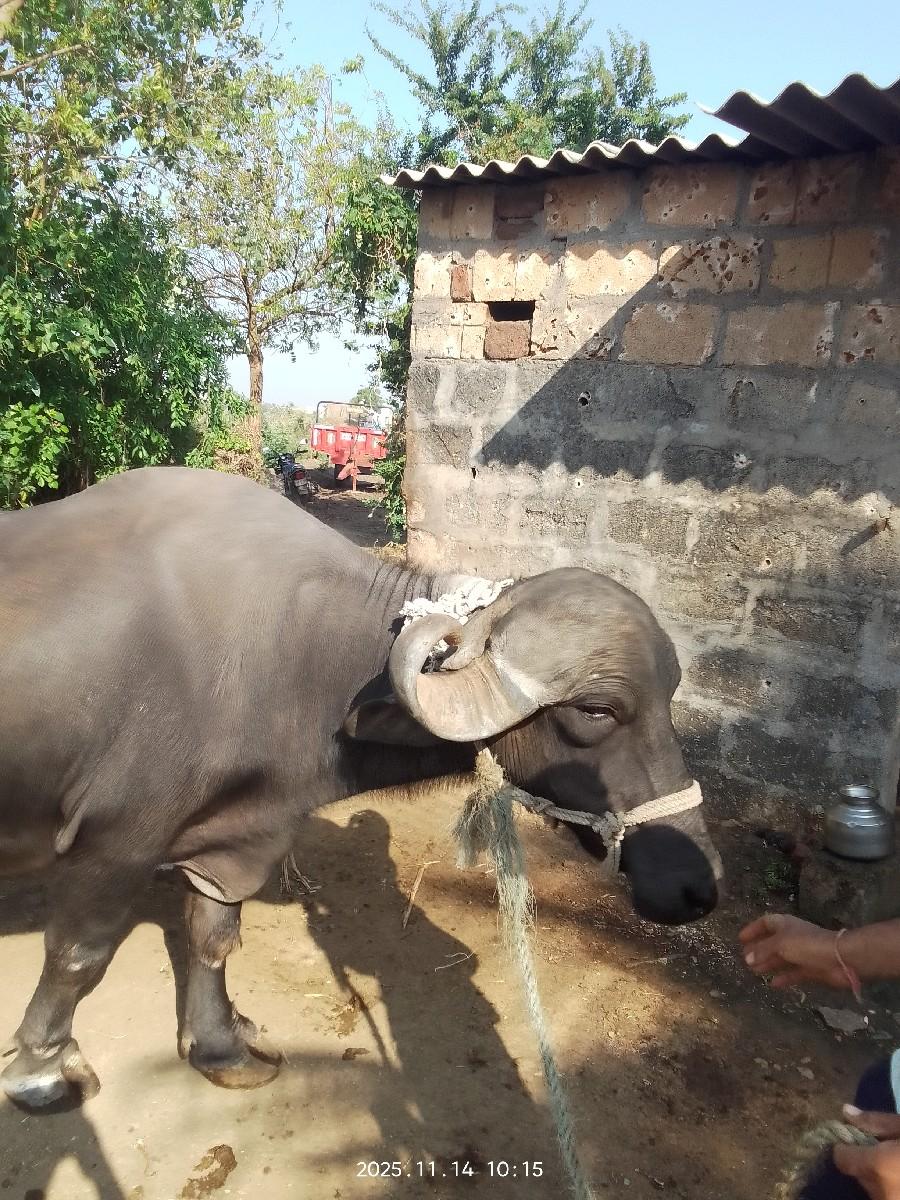 થંબનેલ 2