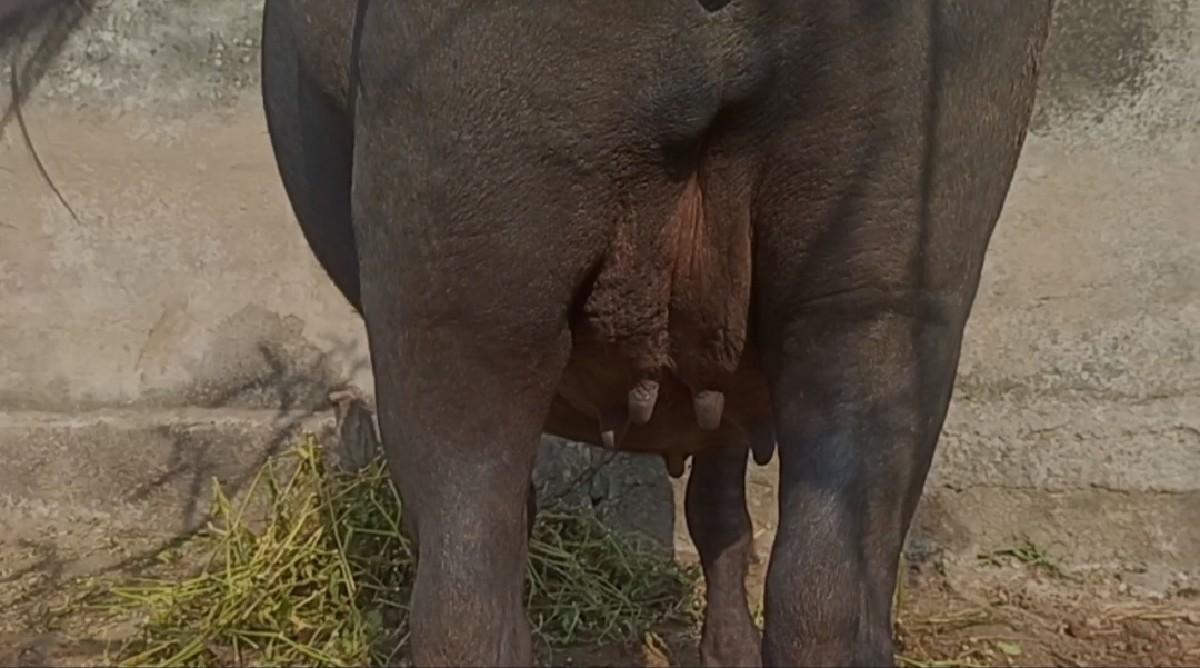 થંબનેલ 2