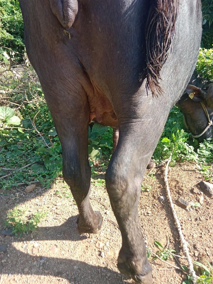 વેચવાની છે