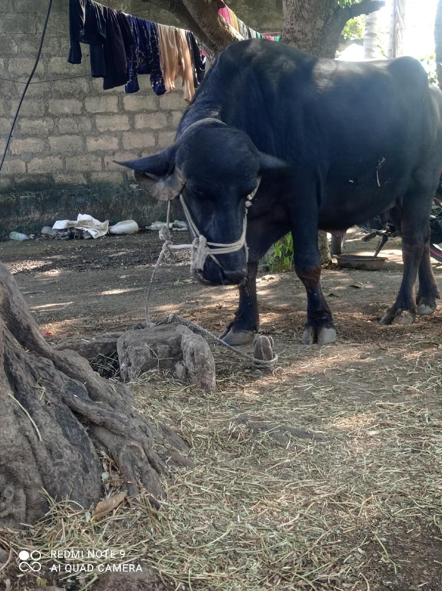 થંબનેલ 3