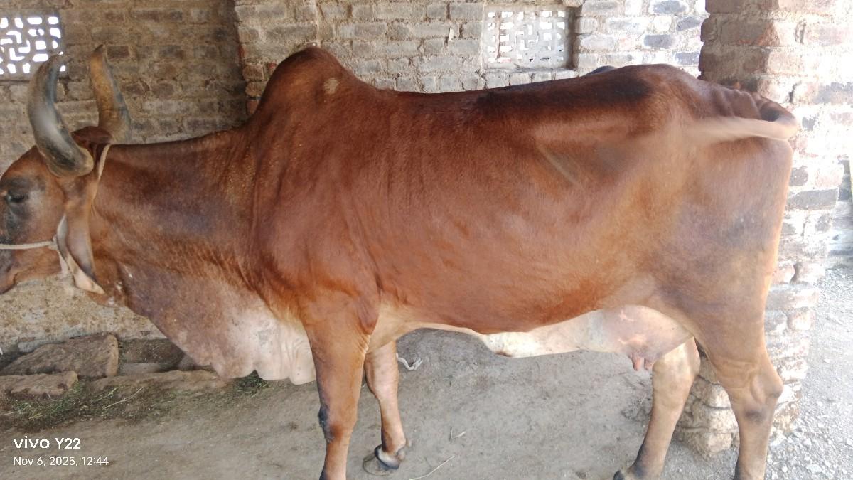 થંબનેલ 2