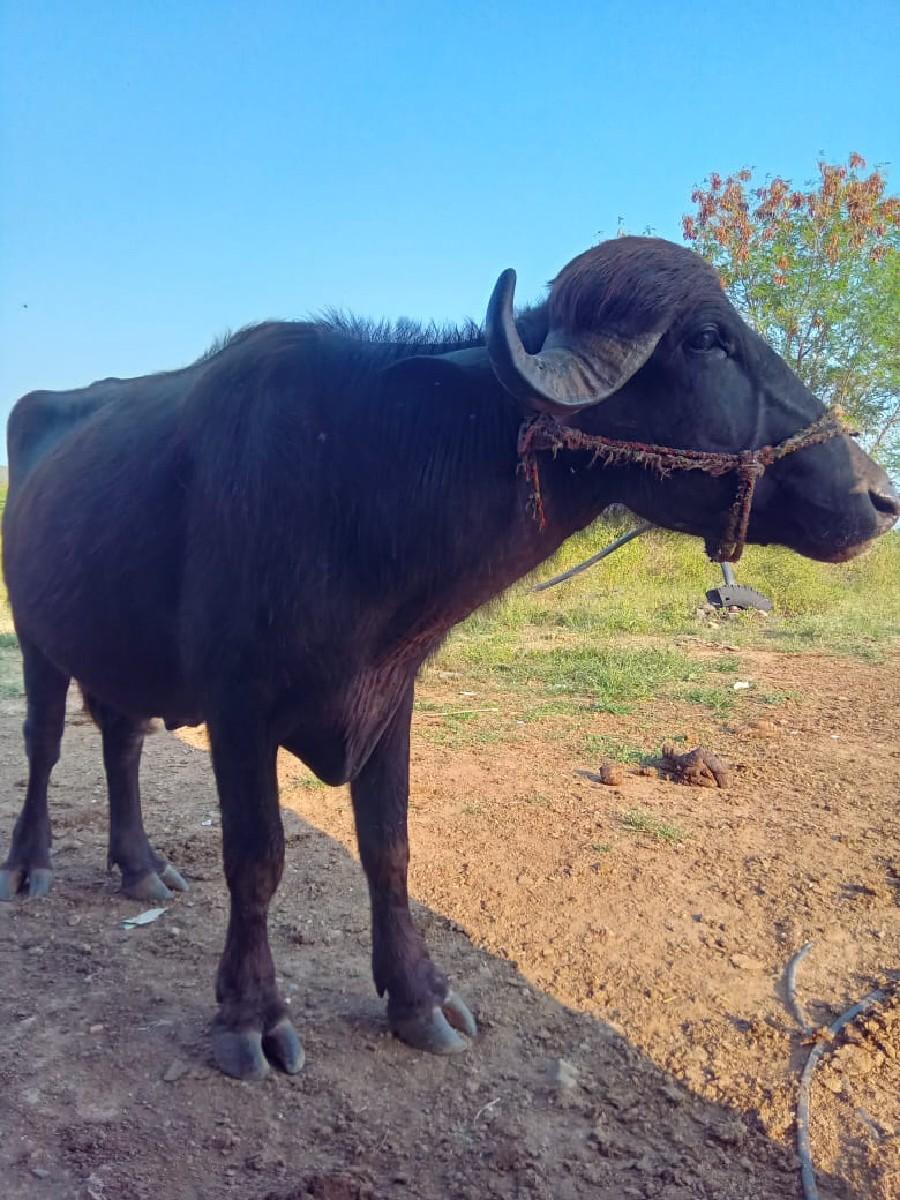 થંબનેલ 2