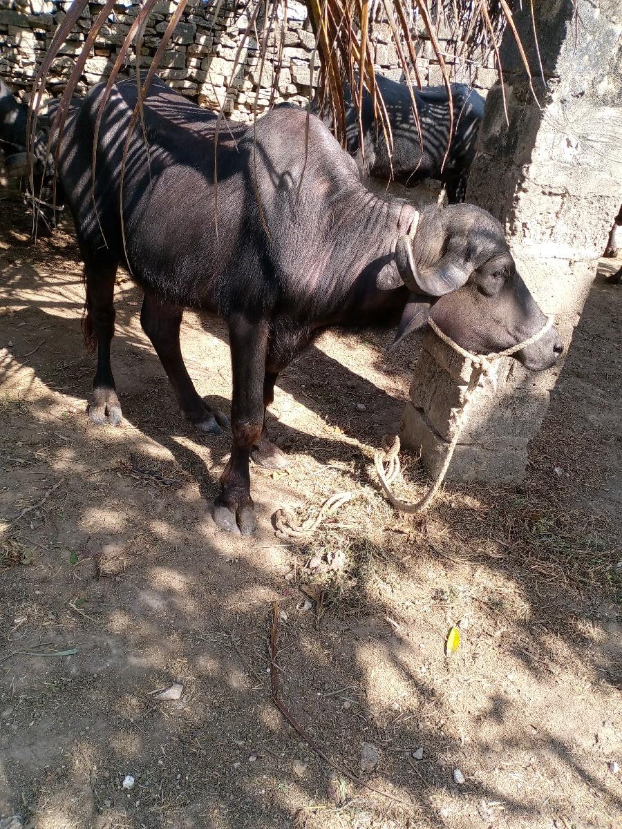 ખડેલું વેચવાનું છે