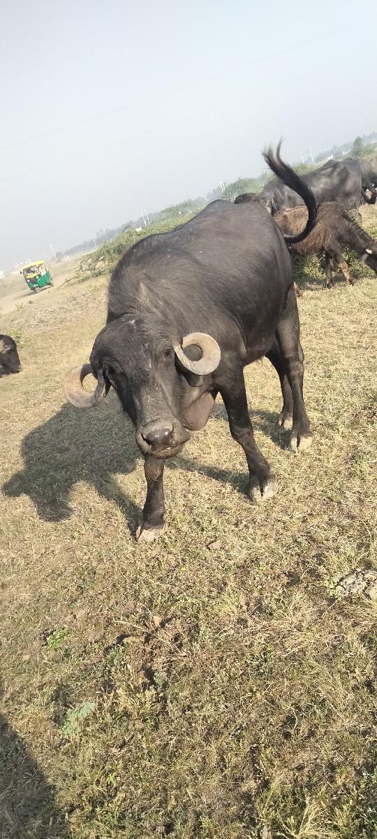 બે ભેસો છે