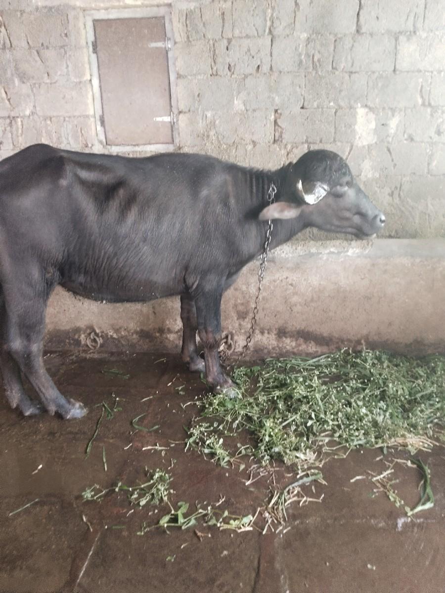 ખોડેલી વેચવાની છે