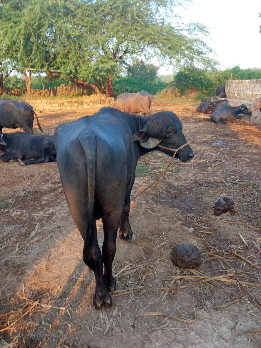 પાડો વેચવાનો છે