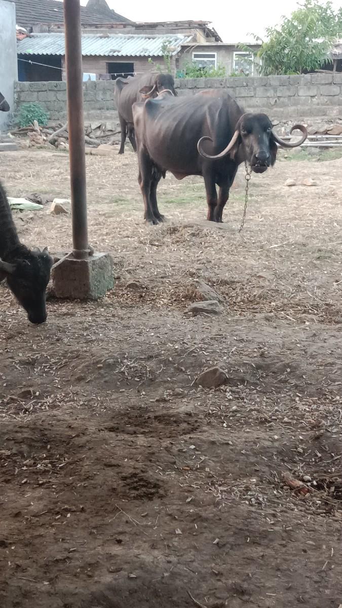2 પારેટી ભેંસ વેચવાની છે