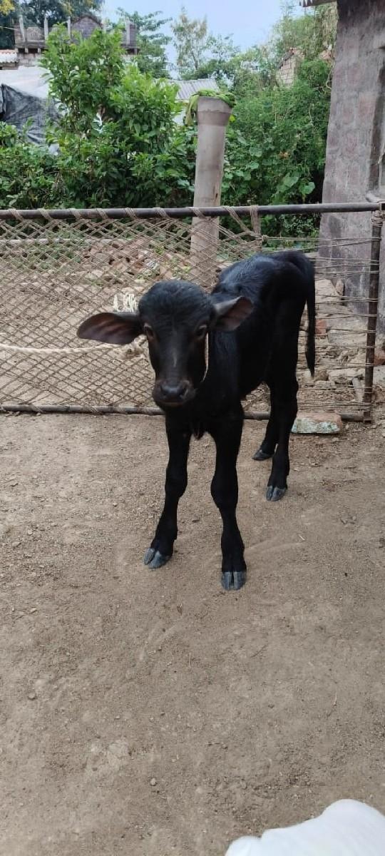 થંબનેલ 2