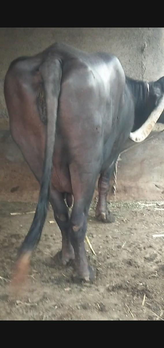 થંબનેલ 3