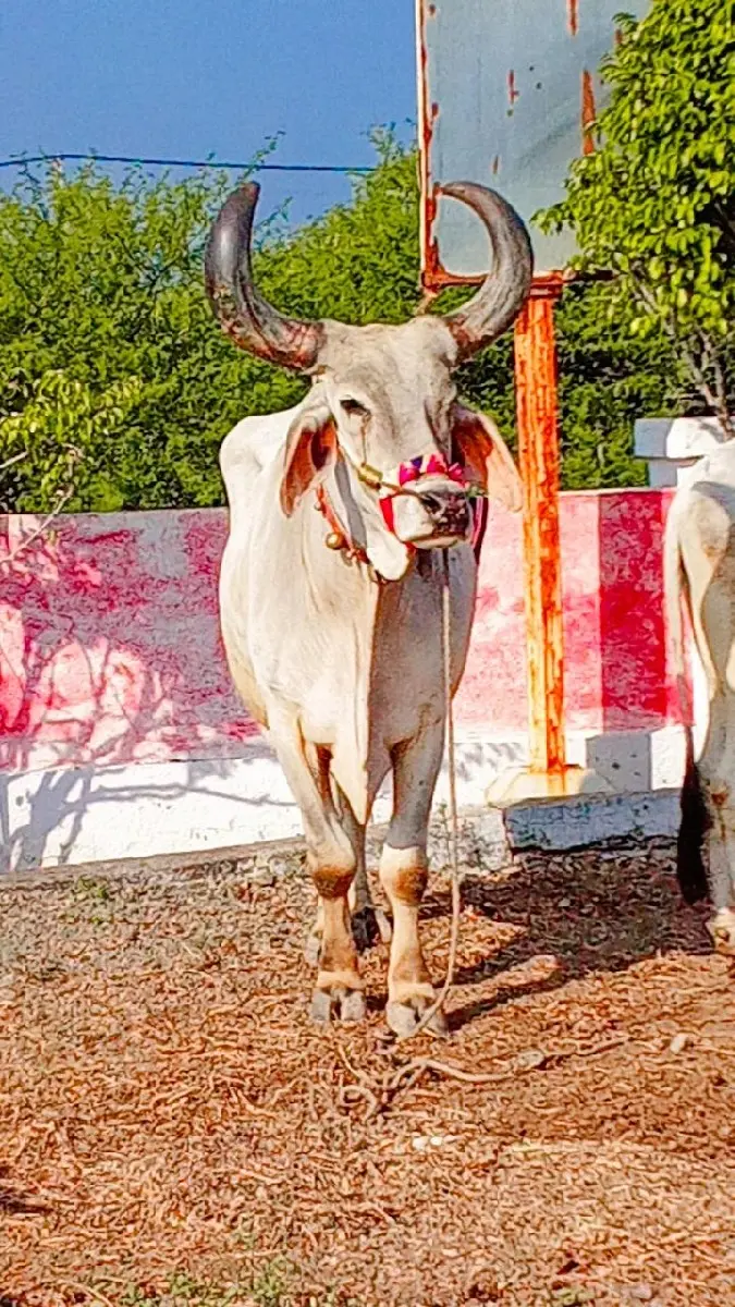 થંબનેલ 3