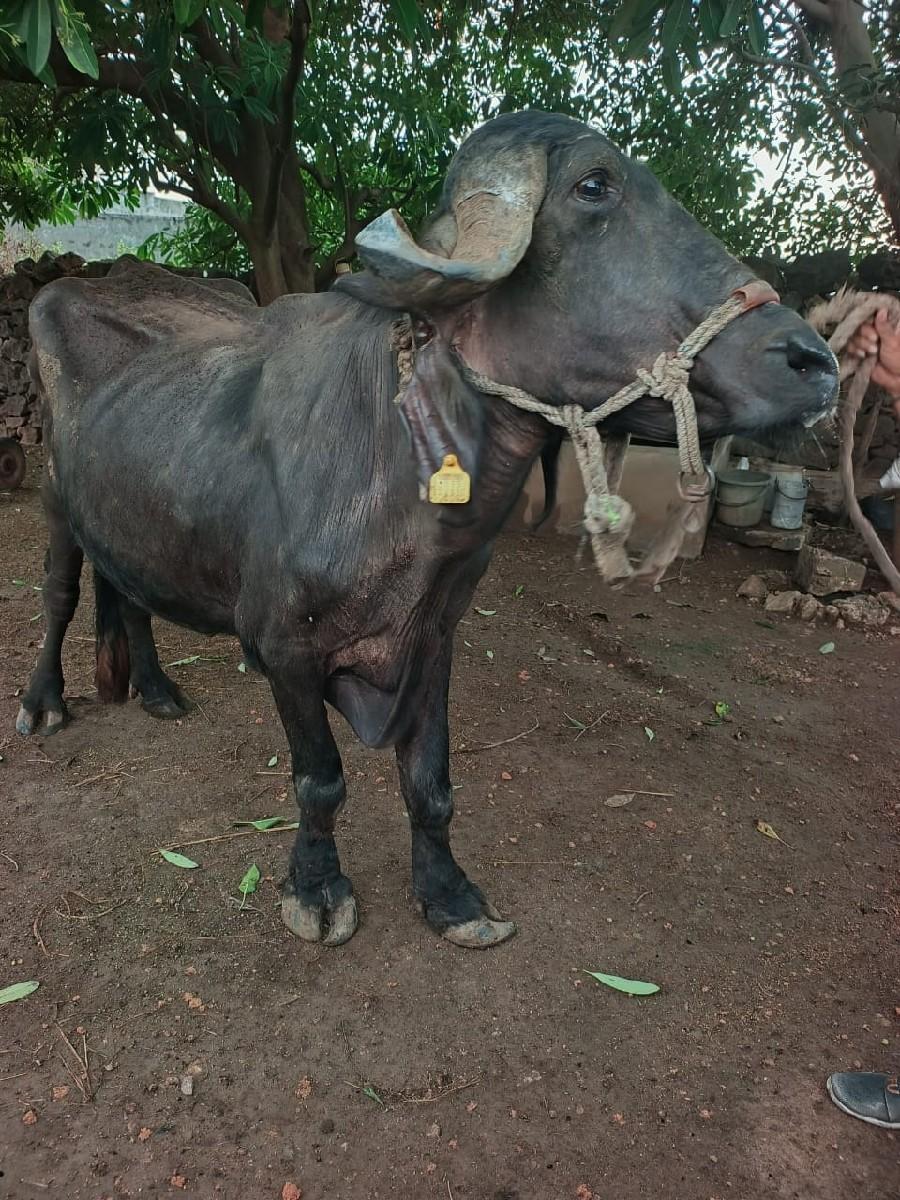 થંબનેલ 3