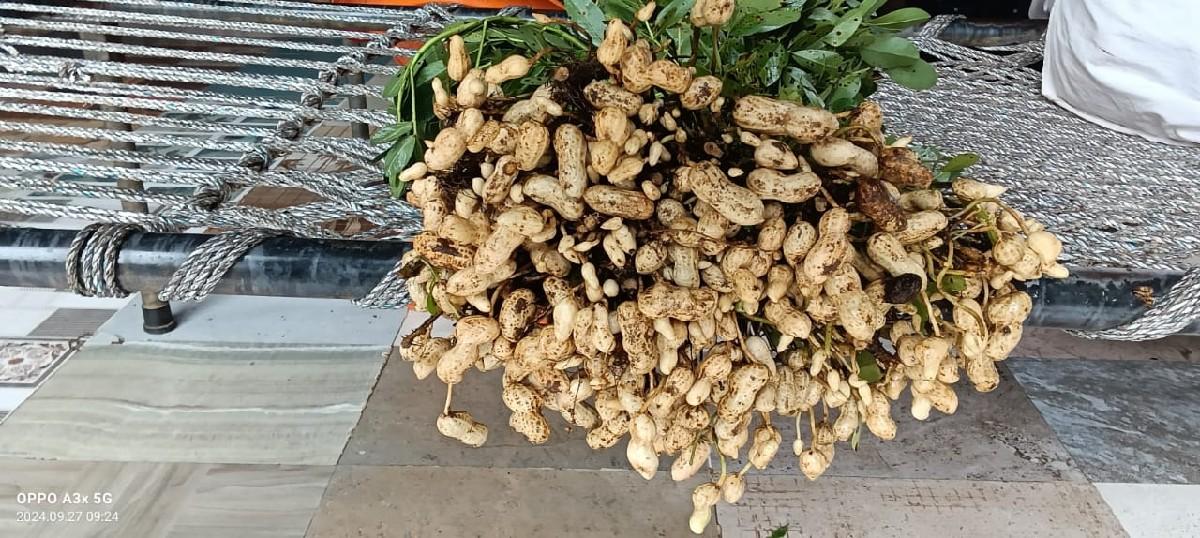 39 નંબર મગફળી વેસવાની છે