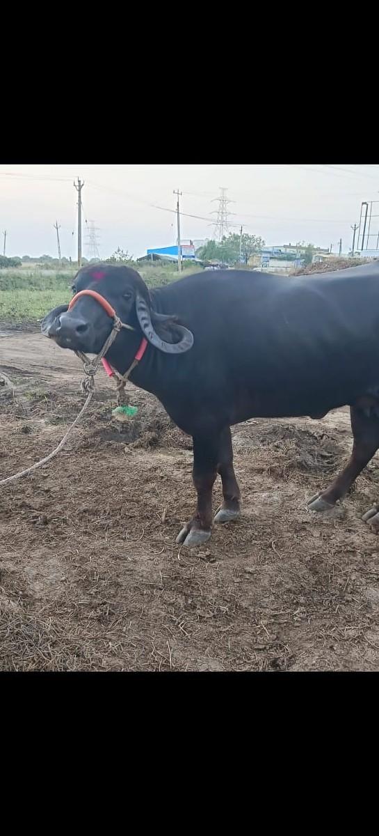 પેલુવેતર  20 વીહેલ