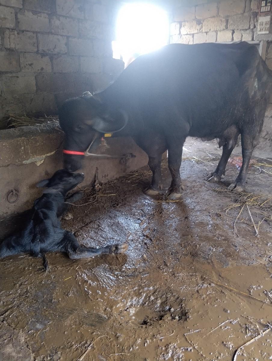 થંબનેલ 2