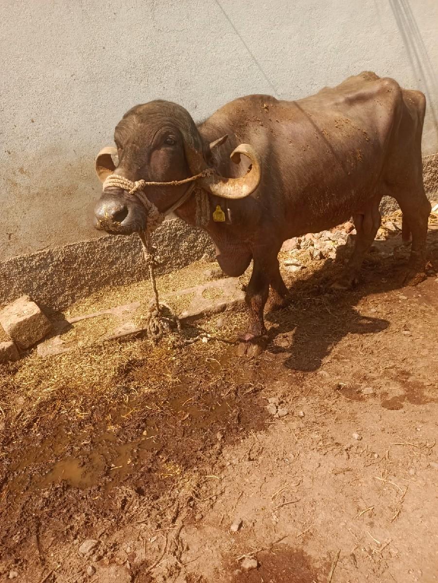 થંબનેલ 2