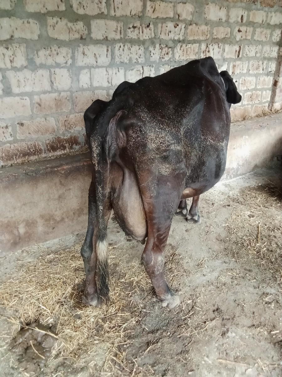 થંબનેલ 2