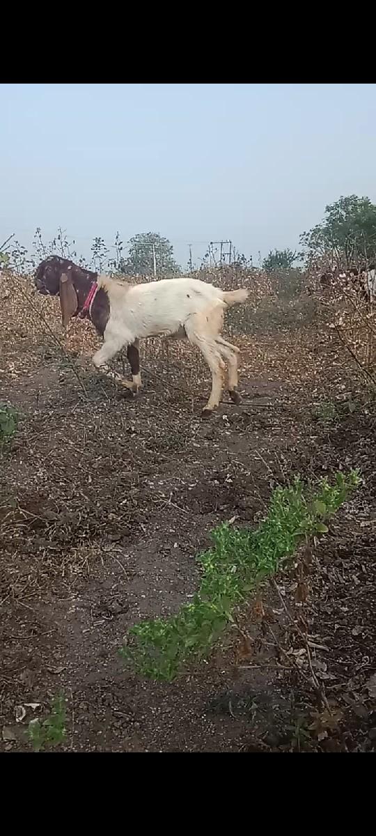 થંબનેલ 2