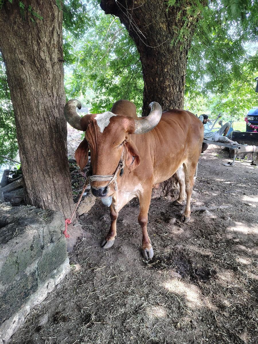 થંબનેલ 3