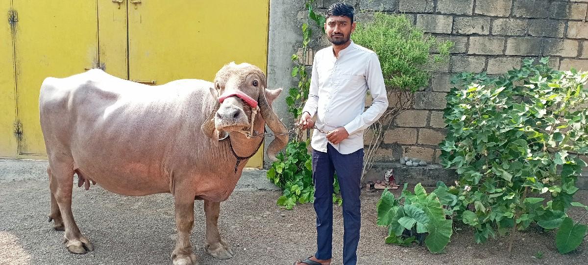 થંબનેલ 2