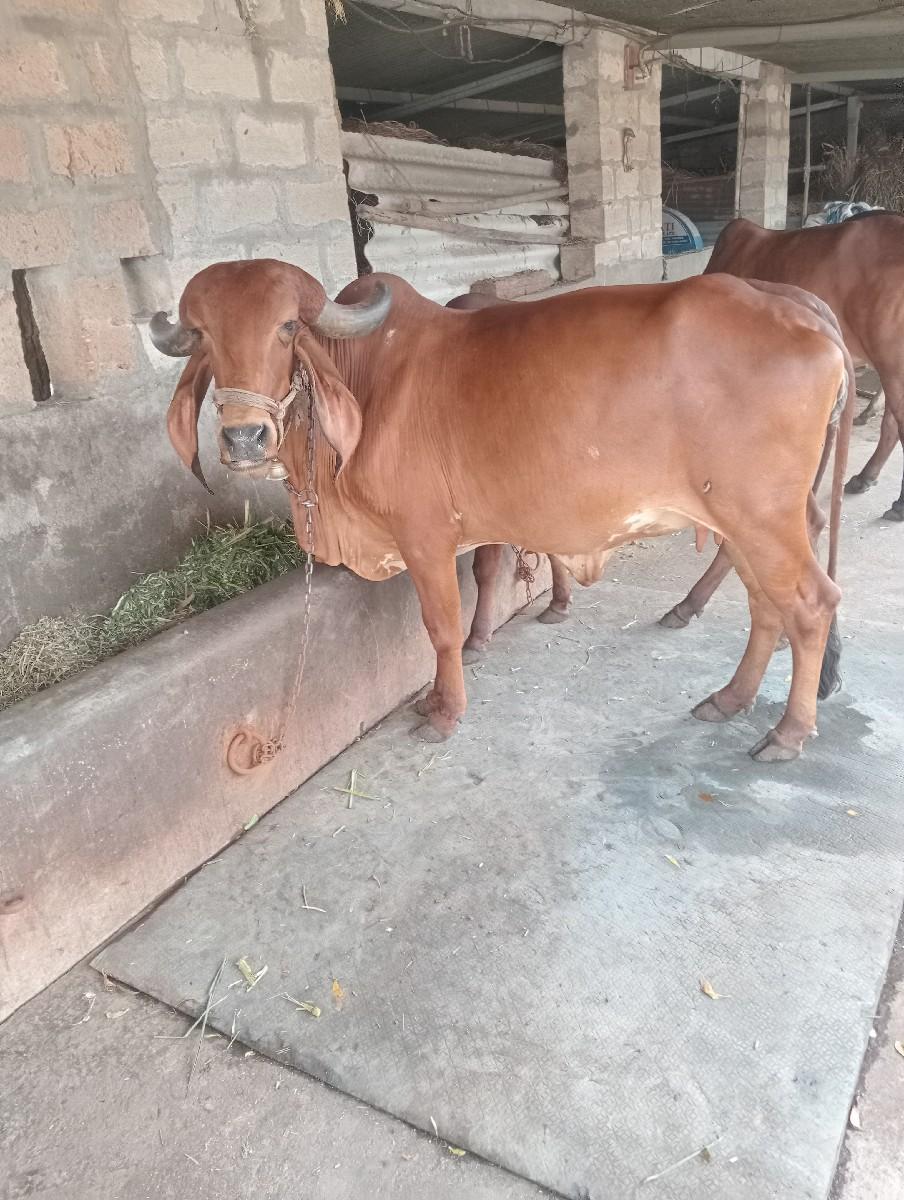 થંબનેલ 3