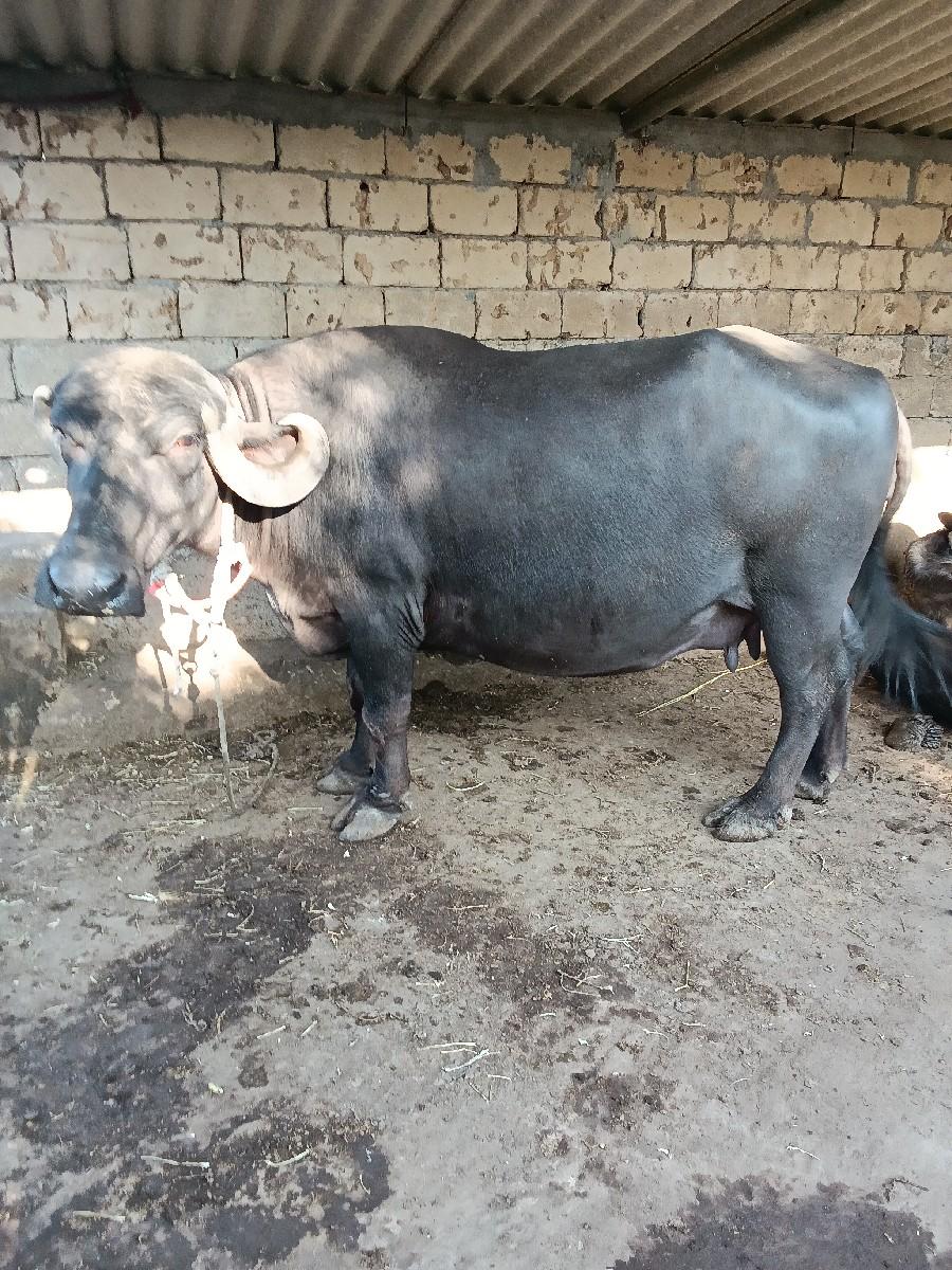 થંબનેલ 2