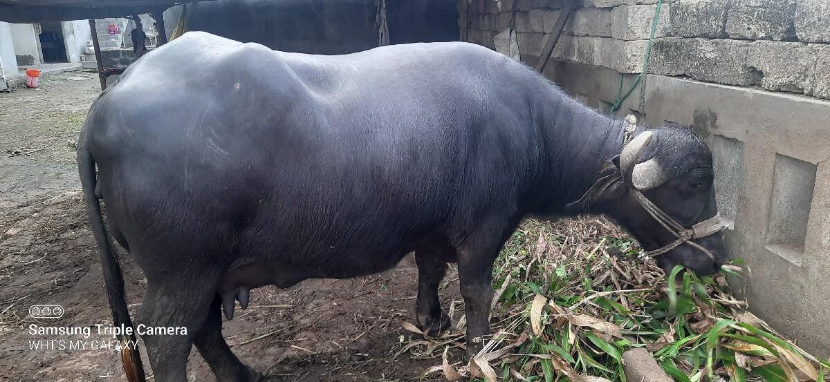 થંબનેલ 2