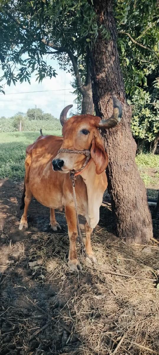 4 વેતર વ્યાસે. 20 દિવસ ની કાસી.