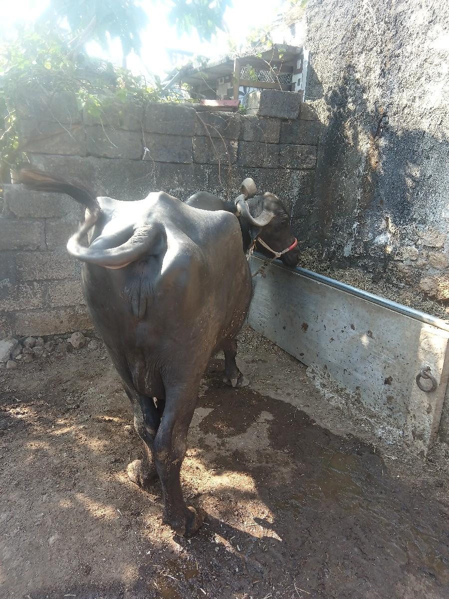 ભેંસ વેચવાની છે